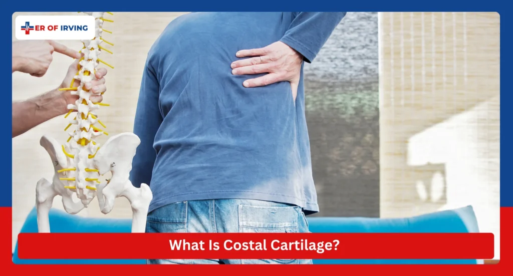 What Is Costal Cartilage