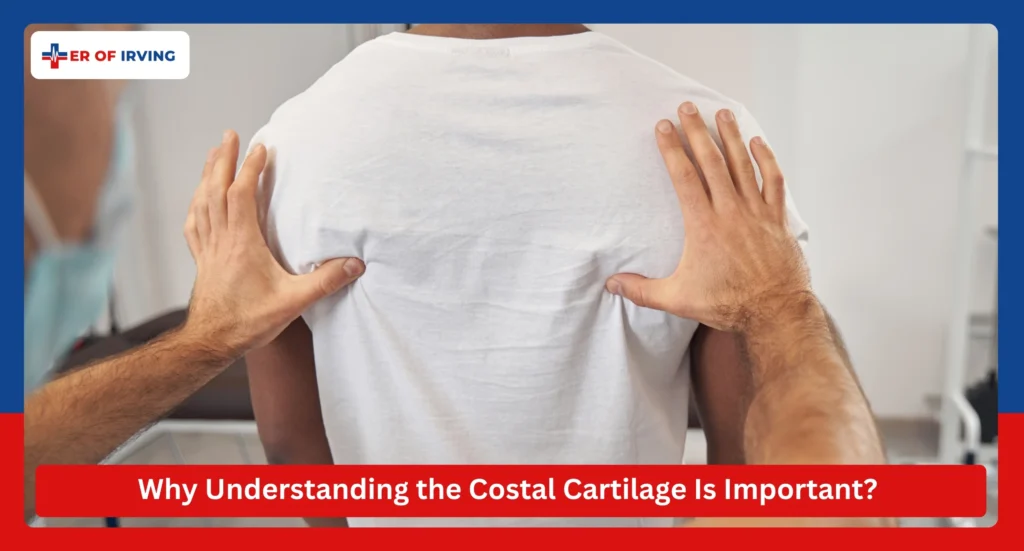Why Understanding the Costal Cartilage Is Important