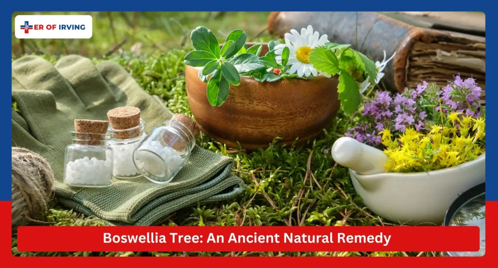 Boswellia Tree An Ancient Natural Remedy